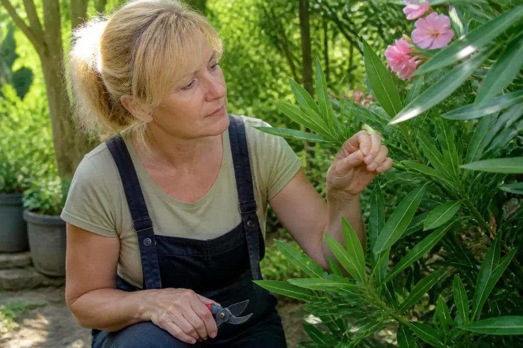 Maladie laurier rose : guide pour les reconnaître et les traiter