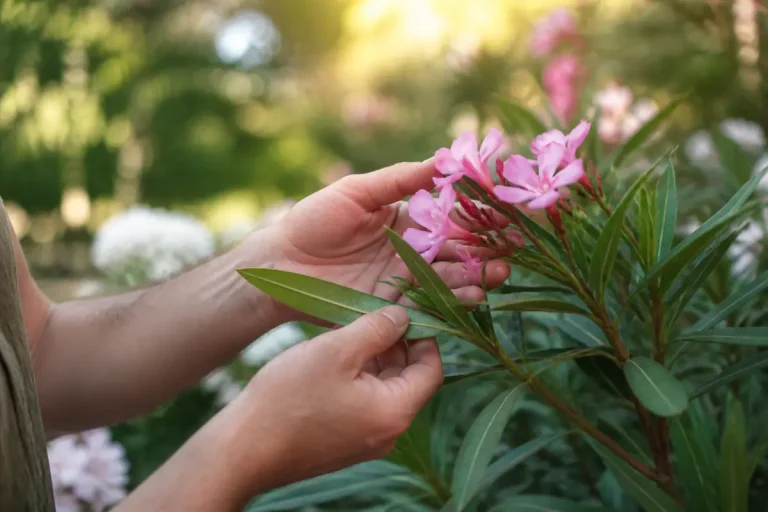 Maladies et traitement des lauriers roses : guide pratique